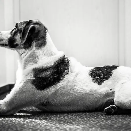 Baumwipfel Willingen (Upland)